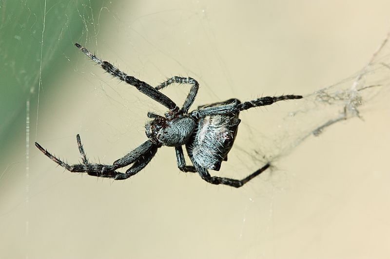 Cyrtophora citricola - Malta